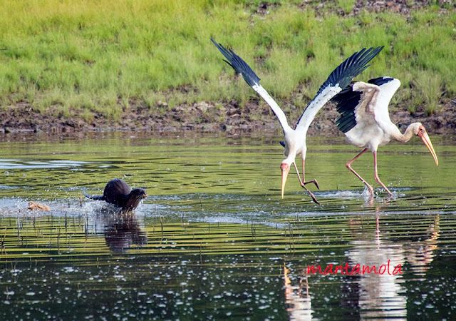 Smooth-coated otter chasing Milky Stork