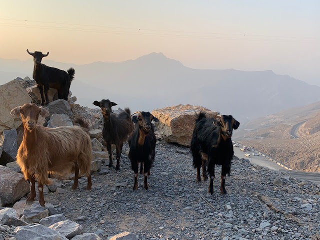 Mountain Goats at Camp in Jebel Jais