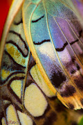 Final Camera Night Butterfly Images 2012! (img)