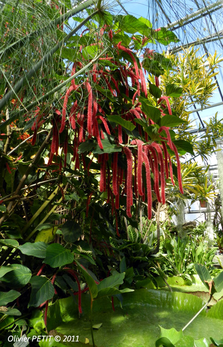 VILLERS-LES-NANCY (54) - Les serres du jardin botanique du Montet-Amarantes rouges