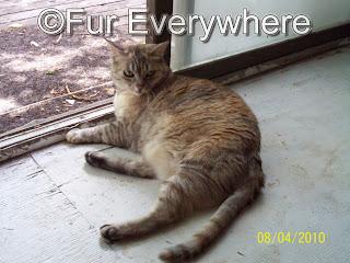 Dilute tortoiseshell kitty by a sliding glass door