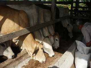 Lembu Aqiqah