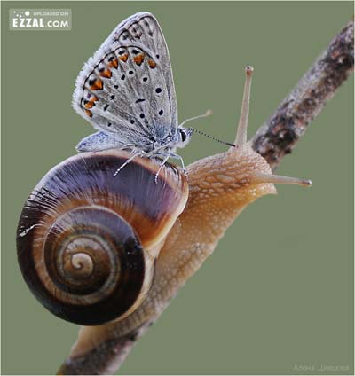 Watch butterfly at zoo