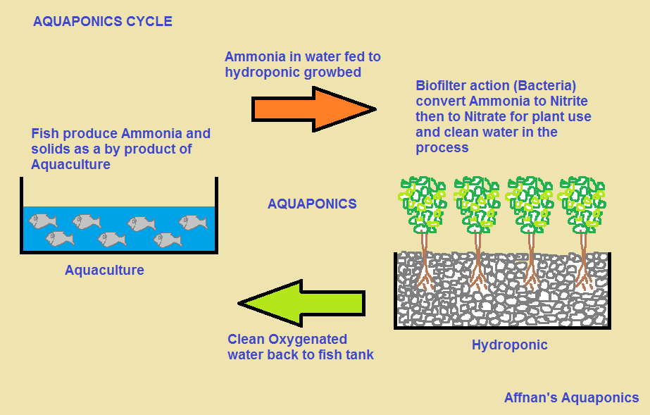 Affnan's Aquaponics: Affnan's Aquaponics - The Manual