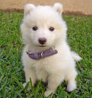 Samoyed Puppy Picture