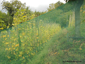 Sorana beans netted for protection against animals Valleriana hills of Tuscany