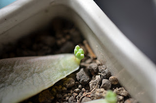 多肉植物の新芽