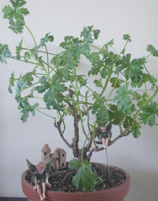 Pelargonium bonsai - Mexican Sage