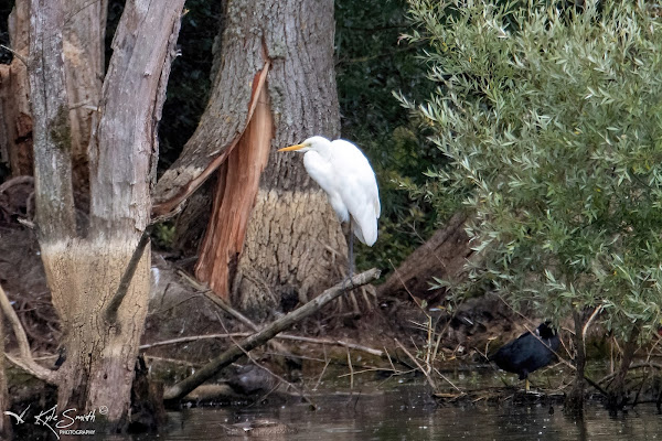 Great white egret