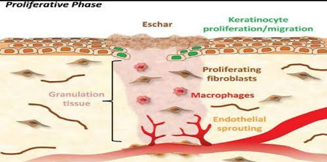 Fase proliferasi