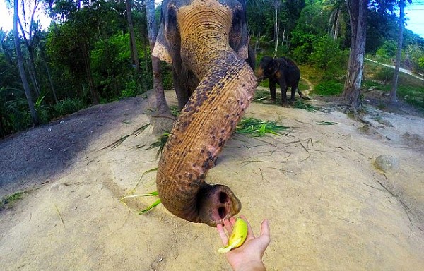 Elephant uses its trunk to take incredible selfie with a GoPro after being gifted with bananas by tourist Christian LeBlanc in Thailand via geniushowto.com world's first elphie