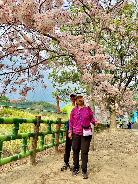 竹崎公園花旗木