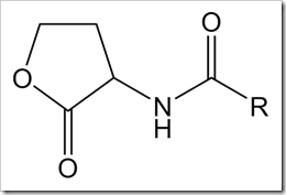 N-Acyl_Homoserine_Lactone