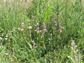 Greater Tongue Orchids - Tiptree, Essex