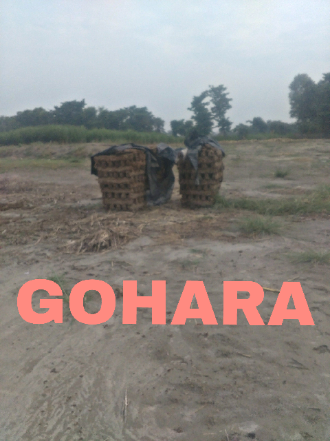 GOHARA