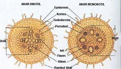 Struktur Akar  Tumbuhan Anatomi dan Morfologi DUFLORA