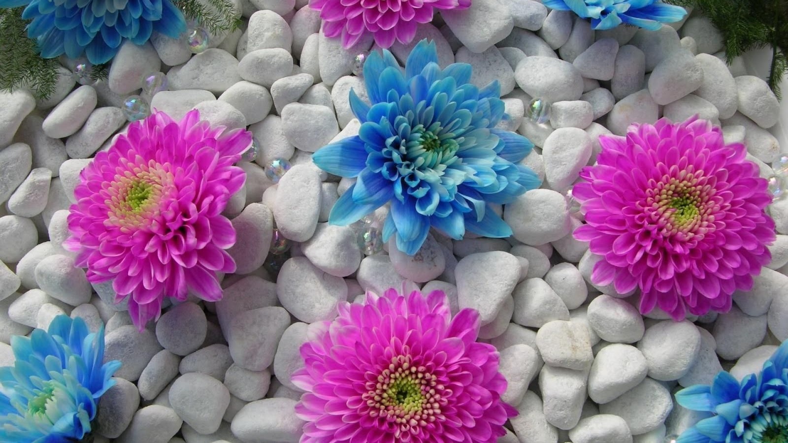 Flowers HD Background Wallpapers - Flowers