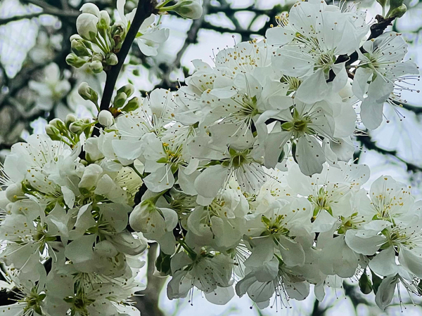 雲林古坑青山坪咖啡農場櫻花村，2公里櫻花廊道免費入園賞花