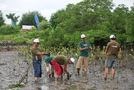 Ekosistem Hutan Mangrove 