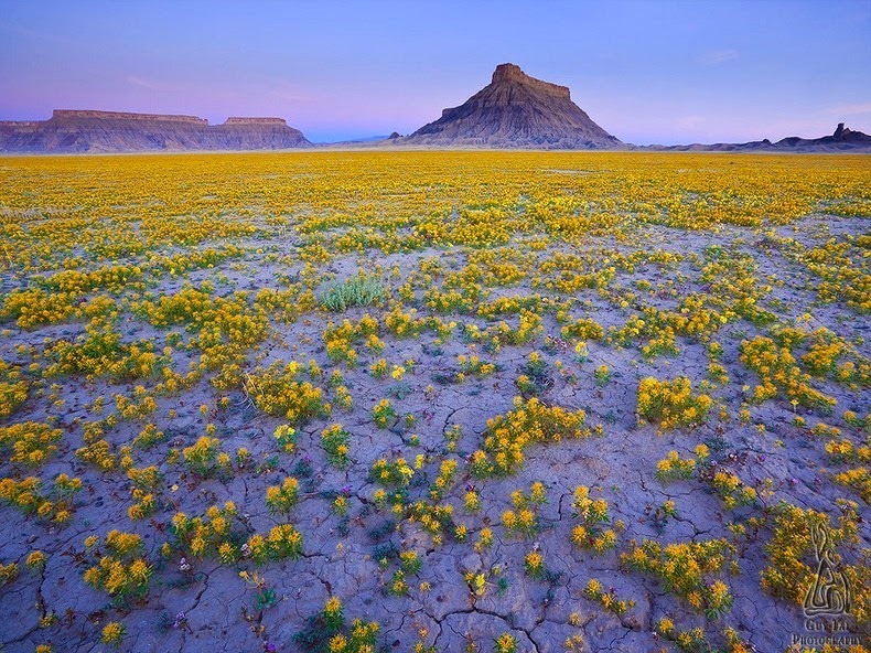 colorado-wildflowers-2