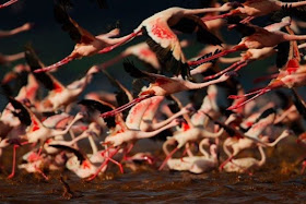 Flock of flamingos at Lake Nakuru, flamingo photos, flamingo pictures, flamingoes pics