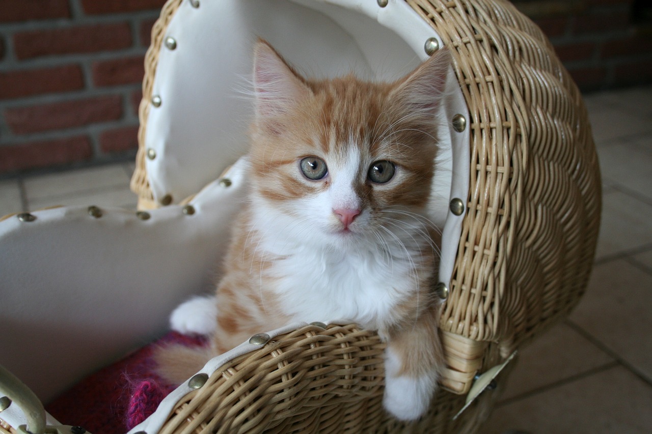 Gambar Kucing  Comel Dan Manja Anak Kucing  Lucu dan Paling 