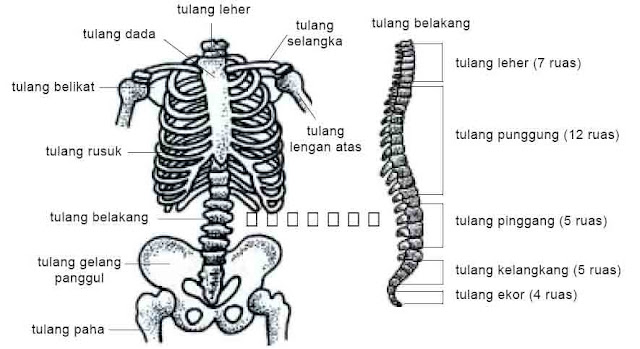  Kita sanggup melaksanakan aneka macam acara menyerupai bangun  Rangka Tubuh Manusia, Sendi, Penyakit dan Cara Memelihara Rangka