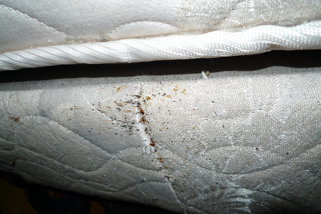 Bed bugs on box spring by Lauren