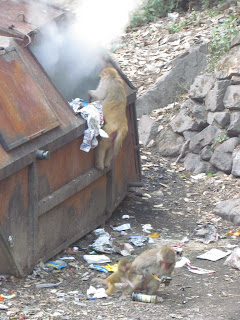 Monkeys picking through trash