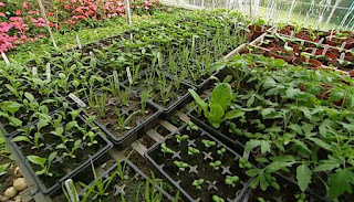 inside greenhouse