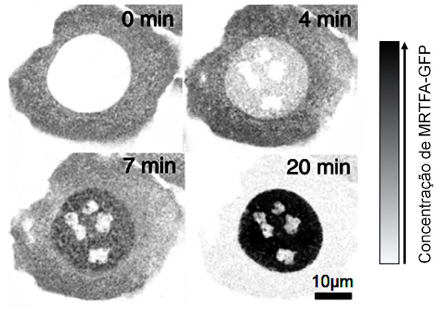 A figura a seguir apresenta a variação da localização celular da proteína MRTFA-GFP em função do tempo