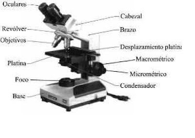 MICROSCOPIO