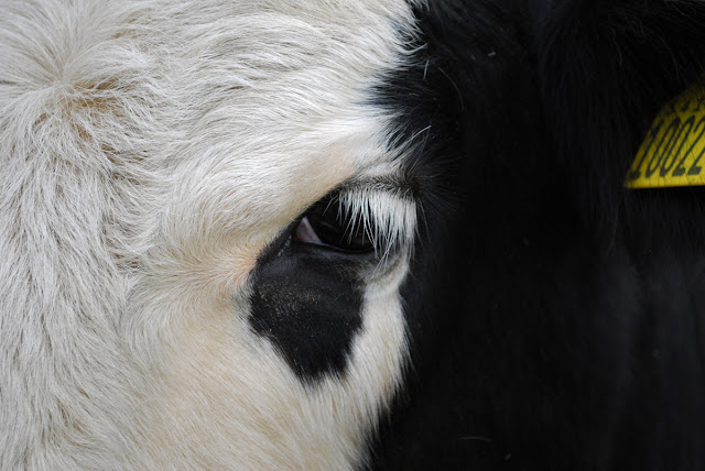 Cow's eye - Aberdeen Angus Hereford cross 