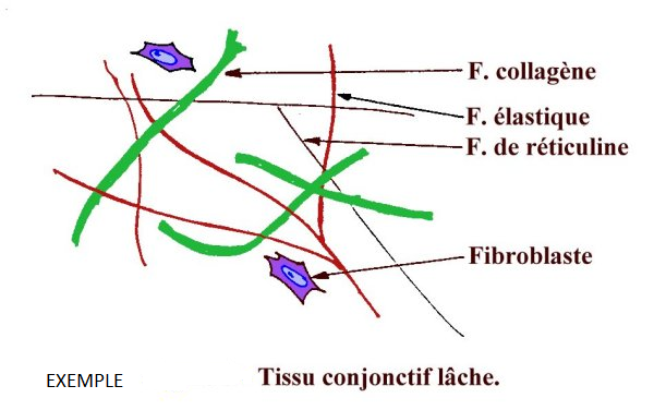 les fibres de tissu conjonctif