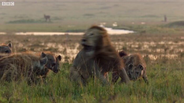 This Lion Was Losing A Fight Against 20 Hyenas. His Brother Heard Him And Rushed To Rescue Him!