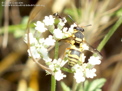 http://www.biodiversidadvirtual.org/insectarium/Euodynerus-variegatus-%28Fabricius-1793%29-img708287.html