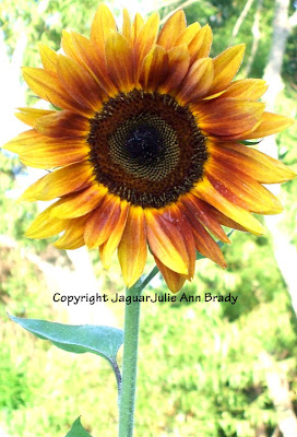 Beautiful Autumn Beauty Sunflower Blossom