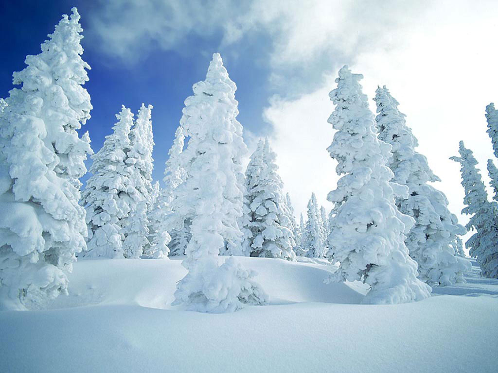 SnowCovered Pines