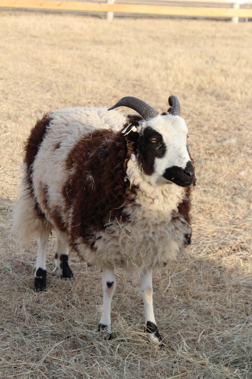 Last year's lambs ~ now & then