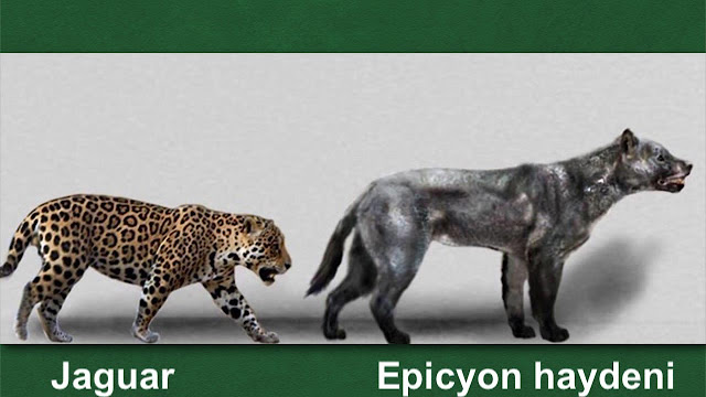 Tamaño Epicyon haydeni vs Jaguar actual