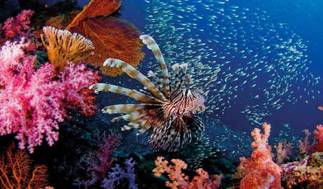 Beautiful underwater world