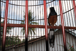 Cara mengatasi burung Murai Batu over birahi