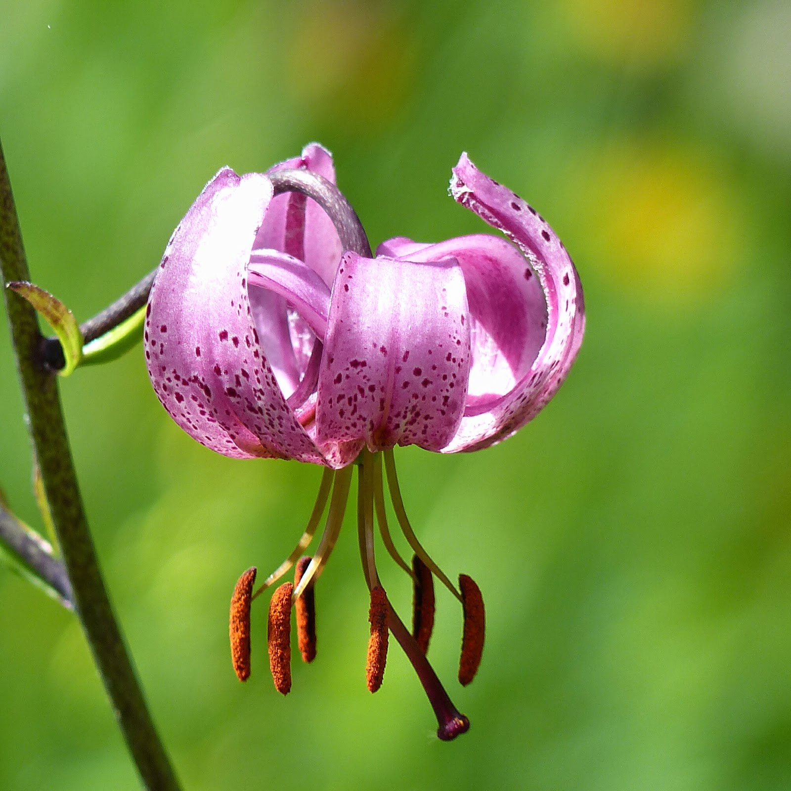 http://wild-flowers-of-europe.blogspot.nl/2014/09/lilium-martagon.html