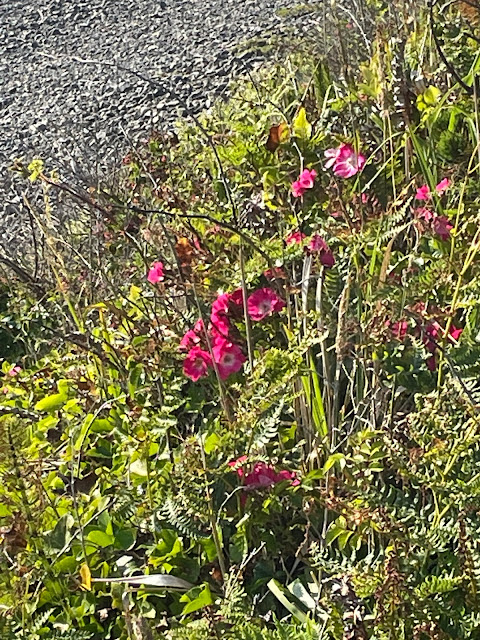 Bright pink flowers clumped together with a white center are nestled among the greenery on the cliff  in the backyard. The flowers are a little bit bigger than a dime.