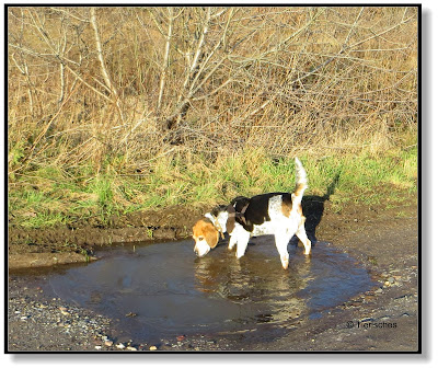 Mit zwei Hunden unterwegs