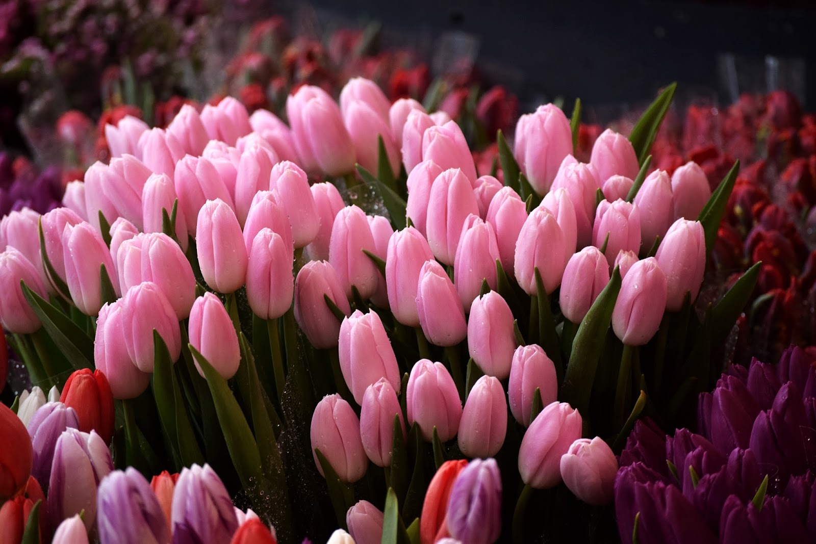 Beautiful tulips of Torvehallerne market, Copenhagen
