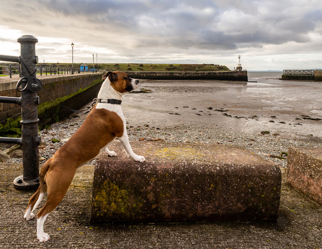 Photo of Ruby checking out the view while I take photos