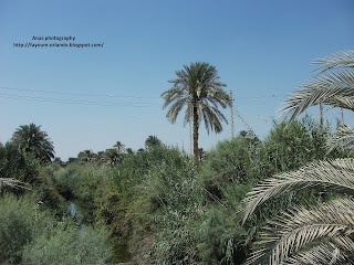 عين السبعه بعزبه الشويب بمركز اطسا من العيون الطبيعيه بالفيوم