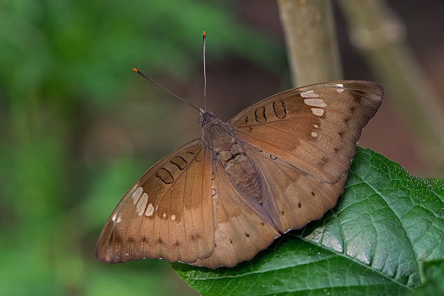 Euthalia aconthea the Mango Baron butterfly