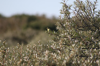 Willow Warbler